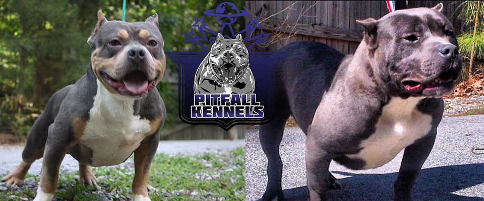 UncleRukkus_armani – Pitfall Kennels