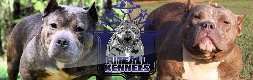 Pitfall Kennels | The World Famous Pitfall Kennels - Atlanta, GA